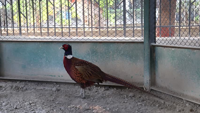 Ring-necked Pheasant (phasianus colchicus) Birds In DG Khan Zoo. Male and female birds. common pheasant Phasianus colchicus in the wild