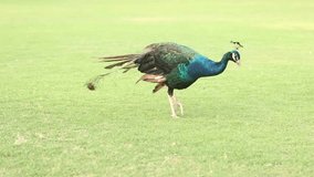 Colorful peacock walking in garden. Beautiful peacock running video