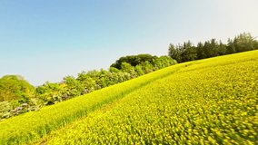 A first-person view from a drone flying above the dirt path of a yellow flower field on a bright, sunny day - Powered by Shutterstock - Get 15% off with code: PIKWIZARD15