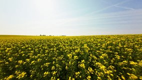 A low-flying drone glides above the yellow flowers before ascending, revealing the vast farm landscape against a backdrop of blue skies - Powered by Shutterstock - Get 15% off with code: PIKWIZARD15
