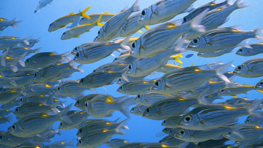 Medium close up shot of a school of fish swimming in sunlit blue water