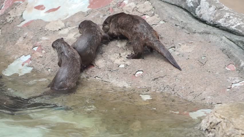 Beavers or Lutrinae. The 13 extant otter species are all semiaquatic, aquatic, or marine, with diets based on fish and invertebrates.