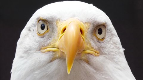 north america bald eagle slow motion