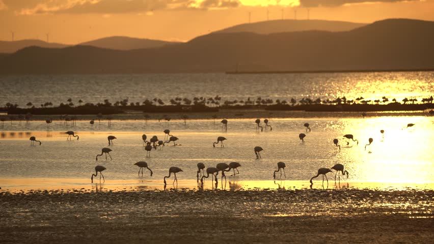 cinematic view of flamingos in the sea at sunset