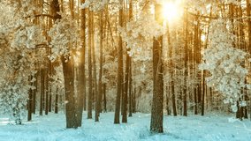 Winter landscape with snowy forest and falling snow against sunbeams, 4k video footage