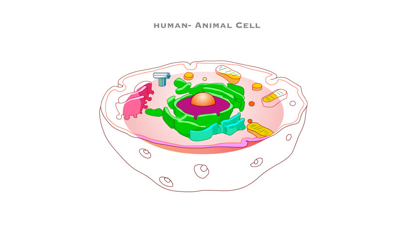 Human animal cell diagram animation. Structure organelles, components. Cytoplasm membrane, lysosomes, cytoskeleton mitochondria, endoplasmic reticulum, nucleolus golgi apparatus. Parts footage.