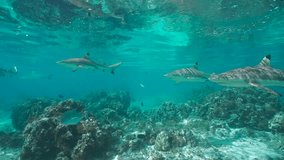 Blacktip reef sharks underwater below water surface in the Pacific ocean, French Polynesia, natural scene, 59.94fps