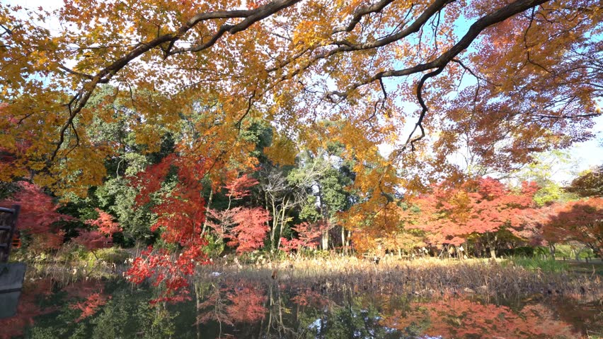 Beautiful fall color of Kyoto Botanical Garden, Kyoto, Japan