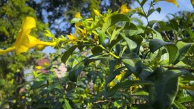video of yellow alamanda flowers from far to near, this ornamental flower has an attractive trumpet-like shape.