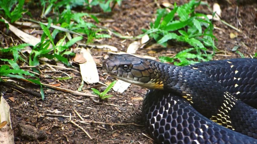Closeup of a king cobra, a symbol of grace and power.