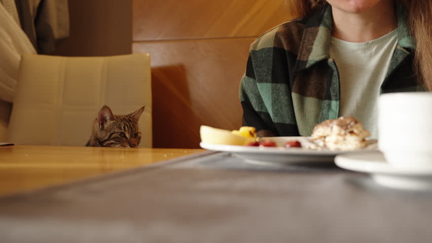 A woman is eating pancakes in the restaurant and petting a local cat that came to the table asking for food from the visitors.