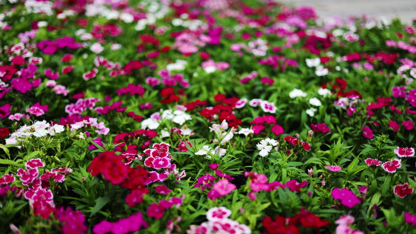 Close up of some Dianthus Chinensis, flowers growing in garden with leaves and soil, selective growing. Dianthus chinensis, commonly known as rainbow pink or China pink.