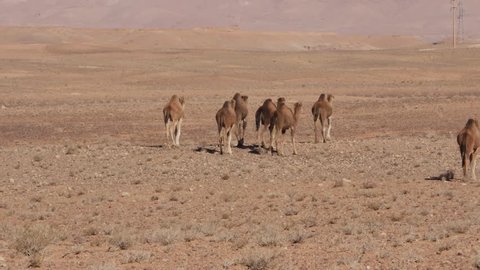 Dromeday walking in the wild in Moroccan desert near Atlas mountains – 4K