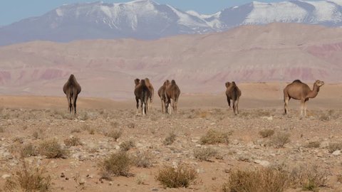 Dromeday walking in the wild in Moroccan desert near Atlas mountains – 4K