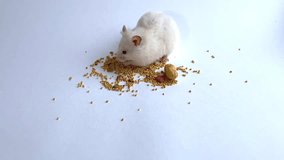 A small Syrian hamster eats seeds on a white background. Concept of food for domestic rodents.