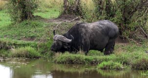 African Buffalo, syncerus caffer, Adult eating in Swamp, Masai Mara Park in Kenya, Real Time 4K