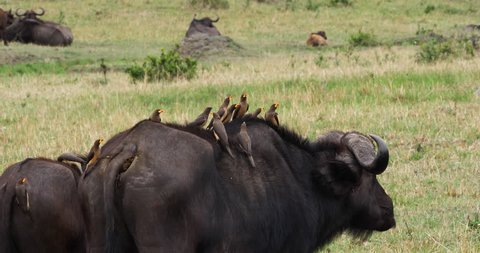 African Buffalo, syncerus caffer, Adult with Yellow Billed Oxpecker, buphagus africanus, Masai Mara Park in Kenya, Real Time 4K