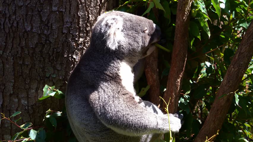 Close up shot of cute koala, phascolarctos cinereus spotted hanging on the tree, eating eucalyptus leaves under bright sunlight with eyes closed in wildlife sanctuary, Australian native animal species