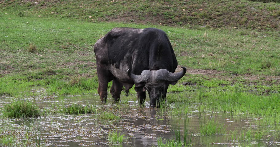 African Buffalo, syncerus caffer, Male feeding in Swamp, Masai Mara Park in Kenya, Real Time 4K