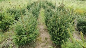 Alternative to the Christmas tree. Coniferous seedlings, flora in agriculture. Sale of seedlings for garden decoration - Powered by Shutterstock - Get 15% off with code: PIKWIZARD15