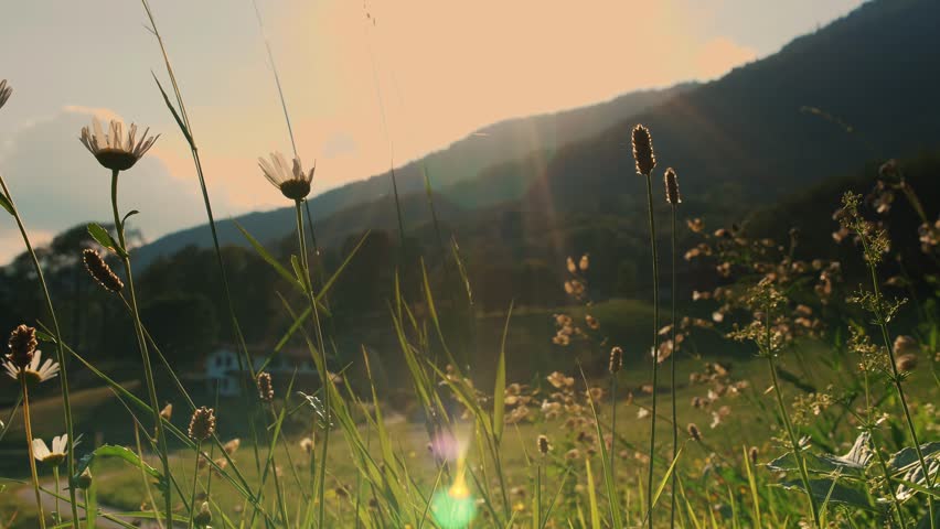 Field flowers at sunset. Warm summer evening. Alpine wildflowers