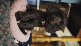 A young cute English spaniel puppy sits on the floor in a room and looks cutely at the camera. Reacts when someone calls his name from afar. Cute brown English Cocker spaniel puppy looks at camera.
