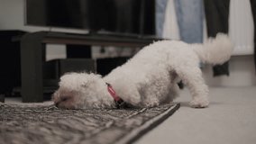 Bichon Frisé dog rubbing himself on carpet with blurry background