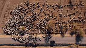 A huge flock of sheep. Drone video. Wild nature. Cattle grazing. Alpine meadows and hills. Agriculture. Caring for the environment. Travel film. Good composition. 