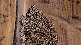 A huge flock of sheep. Drone video. Wild nature. Cattle grazing. Alpine meadows and hills. Agriculture. Caring for the environment. Travel film. Good composition. 