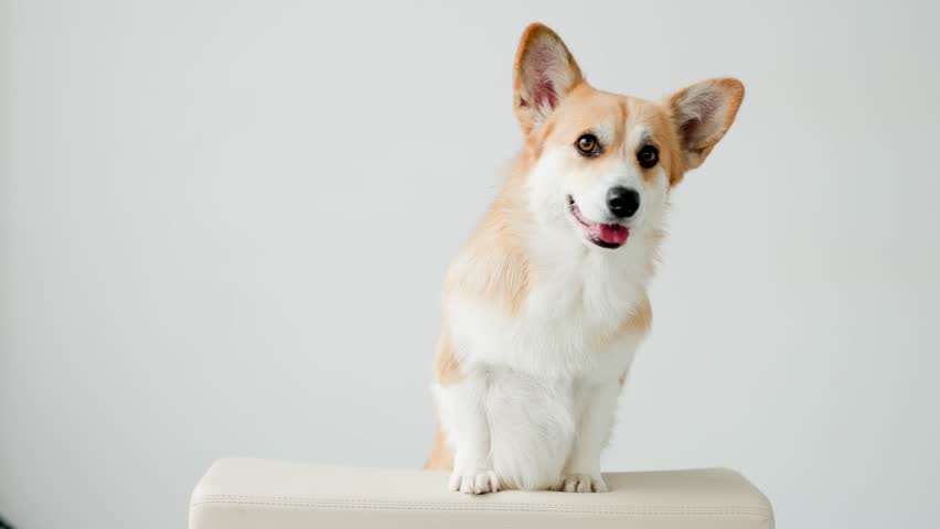 Portrait of adorable, happy smiling dog of the corgi breed. Beloved pet in the beautiful home. Royalty-Free Stock Footage #3393504619
