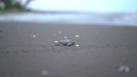 Is a video where we see an a new born turtle that is moving in direction of the ocean