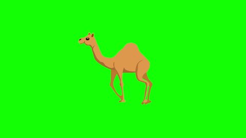 Yellow color  camel running animation on green screen 2d animation cartoon – Video có sẵn