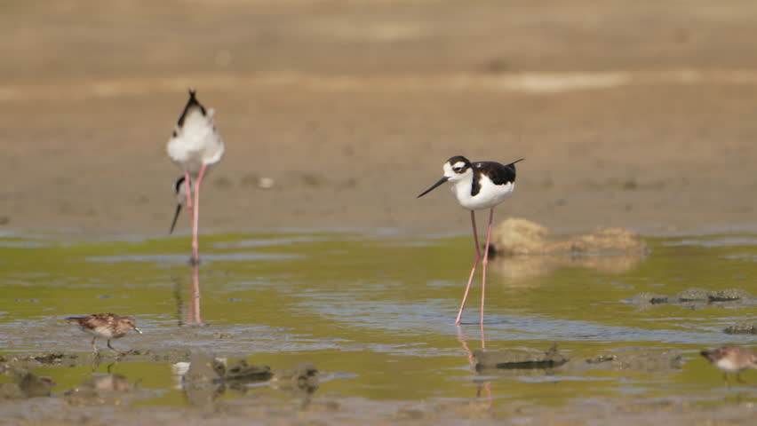 Caribbean Bird Wildlife - Black-necked Stilt  in Super Slow Motion 4K 120fps