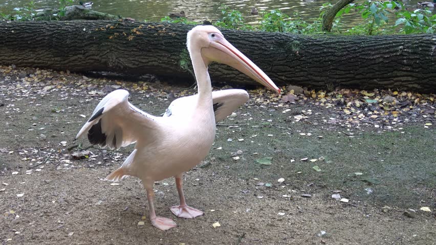 White pelican (Pelecanus onocrotalus) with wings spread and standing on ground