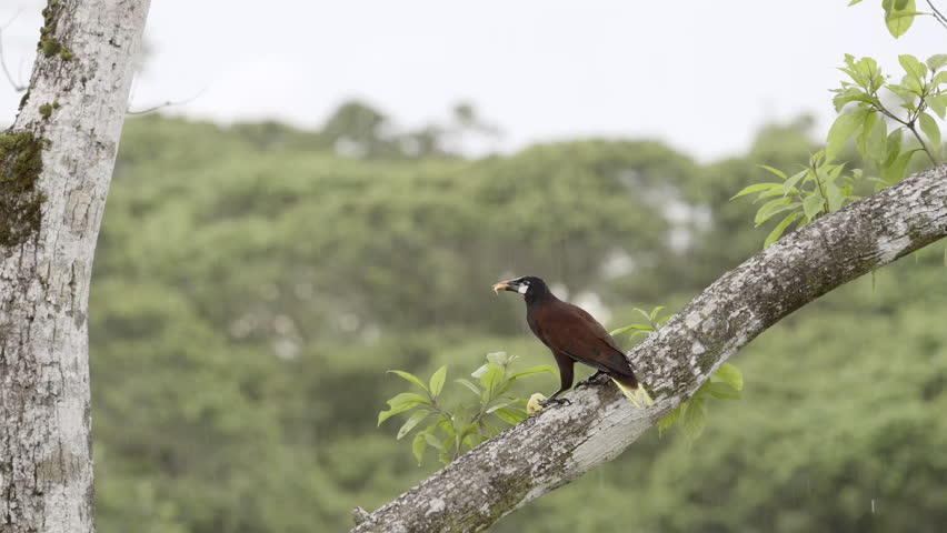Montezuma Oropendola (Psarocolius montezuma) perched on treestump,eating fruit, while raining. Royalty-Free Stock Footage #3393760257
