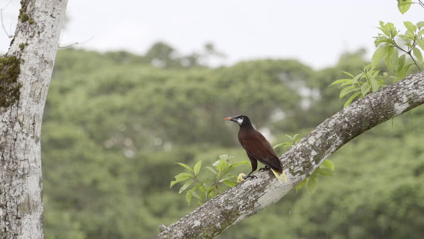 Montezuma Oropendola (Psarocolius montezuma) perched on treestump, shaking rainwater from head Royalty-Free Stock Footage #3393760599
