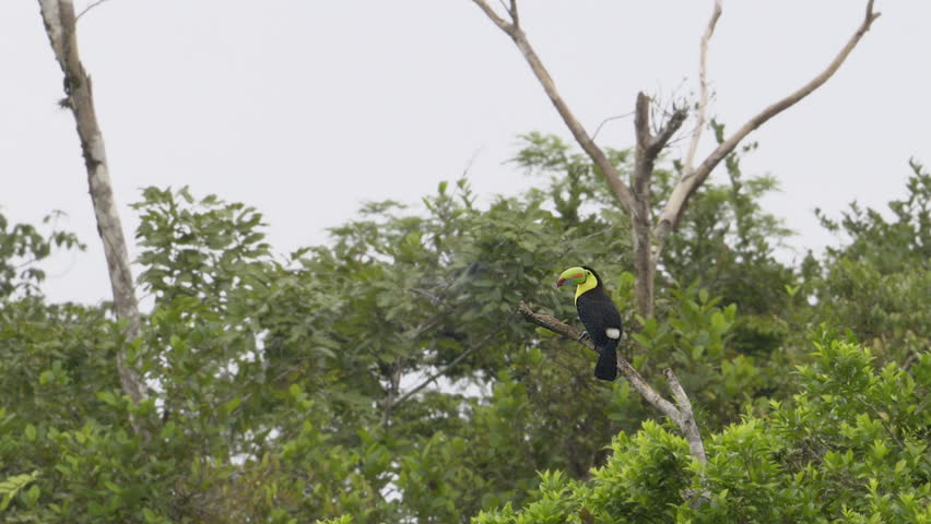 Keel-billed Toucan (Ramphastos sulfuratus) perched on branch, looking around