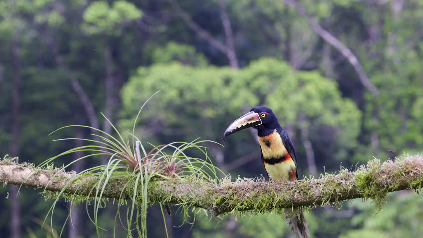 Collared aracari (Pteroglossus torquatus) perched on branch, flying away