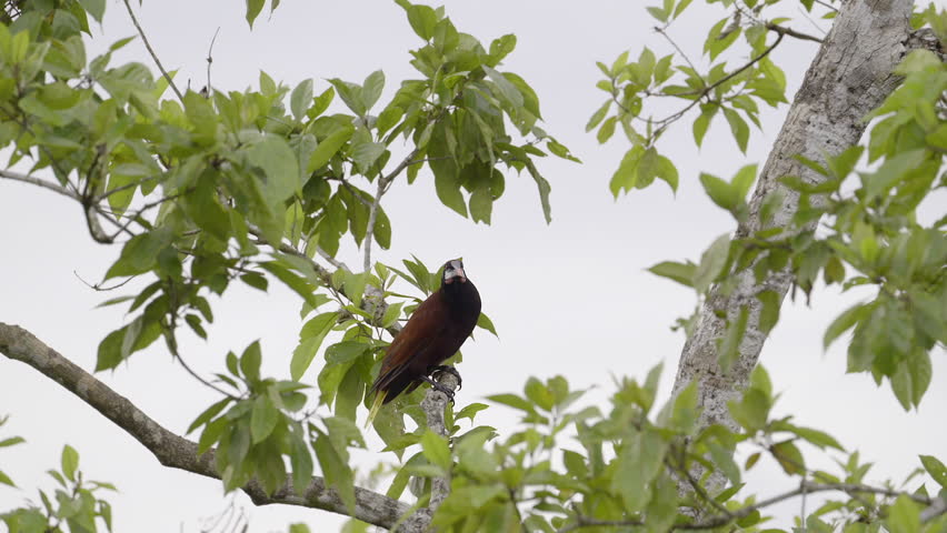 Montezuma Oropendola (Psarocolius montezuma) perched on treestump, jumping to other branch, while raining. Royalty-Free Stock Footage #3393766629