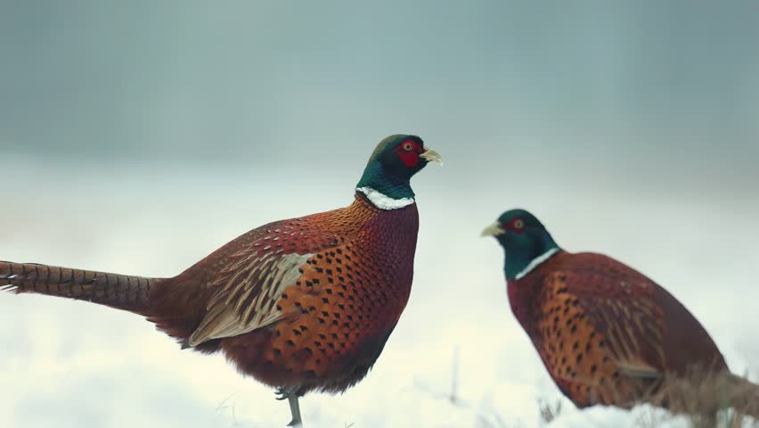 Bird Common pheasant Phasianus colchius Ring-necked pheasant in natural habitat, blue background, grassland Poland Europe winter time, two roosters