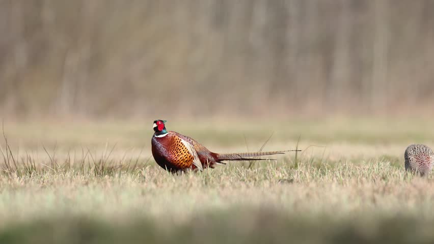 Bird Common pheasant Phasianus colchius Ring-necked pheasant in natural habitat, blurred background, grassland Poland Europe spring time