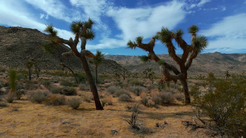 Joshua Tree National Park in California, USA. Natural Wild West Mojave Desert with famous yucca plants.