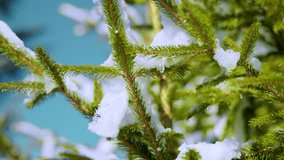 The sun melts the snow and a drop of water falls from a snow-covered green spruce branch.  - Powered by Shutterstock - Get 15% off with code: PIKWIZARD15