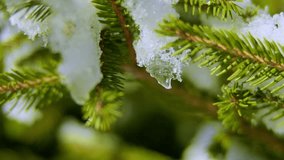 The sun melts the snow and a drop of water falls from a snow-covered green spruce branch.  - Powered by Shutterstock - Get 15% off with code: PIKWIZARD15