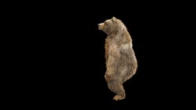 Bear Dancing CG fur 3d rendering animal realistic composition 3d mapping cartoon, Animation Loop, Included in the end of the clip with Luma matte.