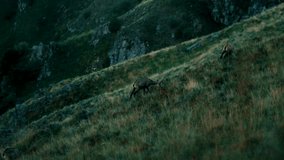This video shows a group of three chamois grazing on the mountain slopes of the Vosges peaks.