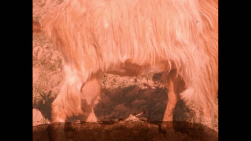 United States CIRCA 1960s: A goat standing on the rocky ground.