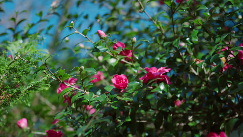 Camellia Sasanqua Flowers Blooming in Autumn
