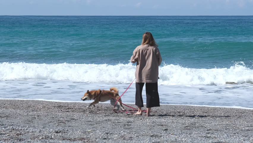 Woman and her pet shiba dog having a great time walking along beautiful beach. Royalty-Free Stock Footage #3394041297