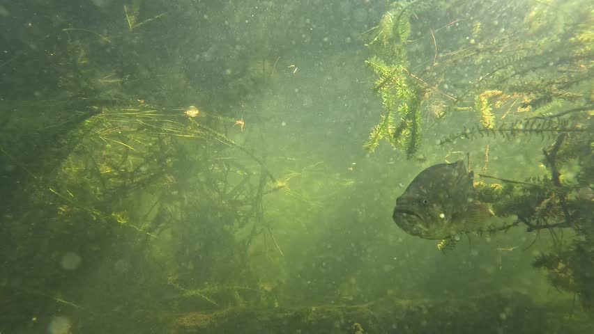 A close-up video of a Black Bass looming near the camera lens, showcasing its detailed features and movements, perfect for aquatic documentaries or engaging content for fishing enthusiasts.